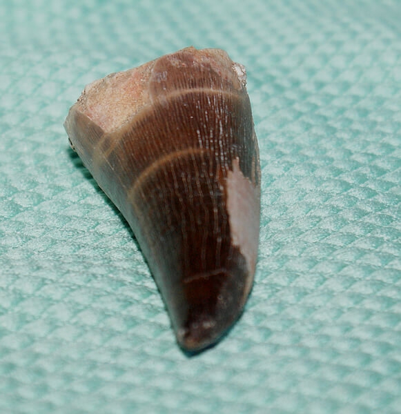 Mosasaurus